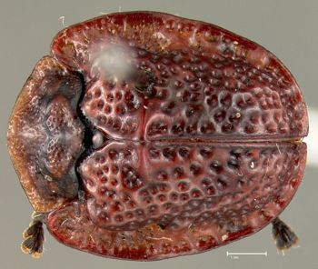 Media type: image;   Entomology 23636 Aspect: habitus dorsal view